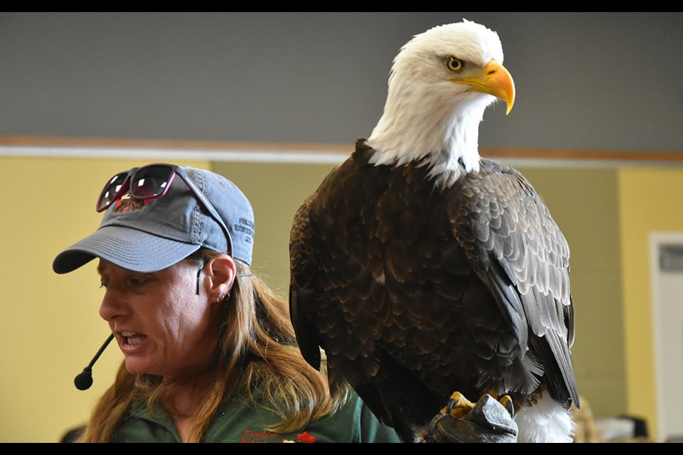 Return of the magnificent Bald eagle to Ontario is an 'awesome' success story. Miriam King/Bradford Today