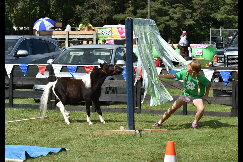 Miniature Horse 4-H Club members lead their horses through an obstacle course. Miriam King/BradfordToday