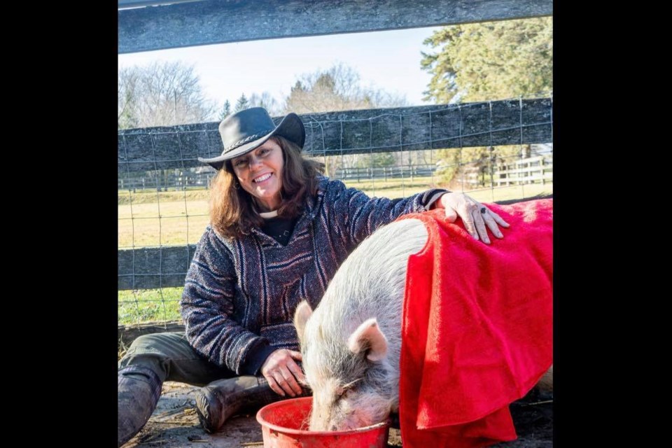 Kirsten Duggan, owner of Sweet Acres Pig Sanctuary in Stouffville, welcomes visitors to come for a tour and visit with her 11 potbellied pigs. 