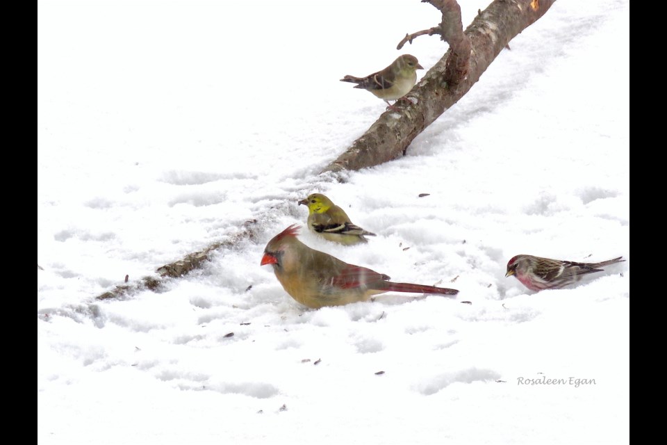 The Bradford West Gwillimbury Christmas Bird Count is happening Dec. 29. Pictured are a female northern cardinal, a common redpoll and two American finches.