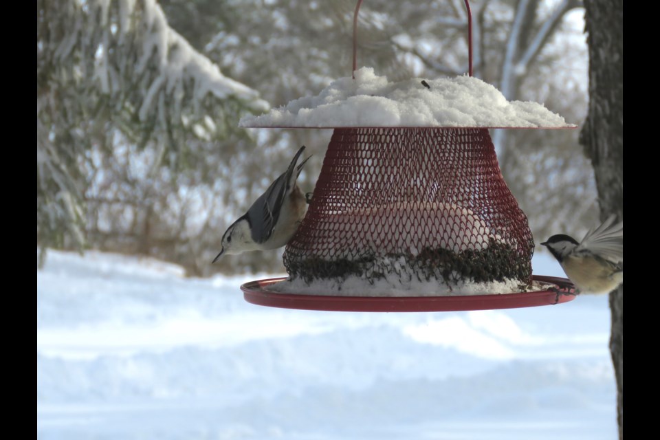 Although this photo of a White-breasted Nuthatch (left) was taken at a  backyard feeder in December. It is one type of bird that responded to the mobbing call near the forest during the BWG CBC. A Chickadee is on the right. Feeder counts can be included in a specific area’s Christmas Bird Count if the participant registers through Feederwatch and Birds Canada. Rosaleen Egan for BradfordToday                               