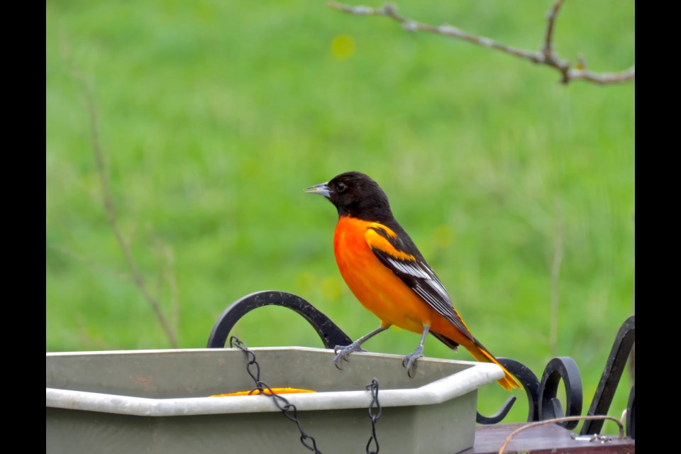 The male Baltimore Oriole adds an impressive dash of colour to what has not been a bright spring. It was such a welcome site to see several of them outside my house at the end of this past week. They overwinter in the northern part of South America, Central America, and Florida. Rosaleen Egan for Bradford Today,                               