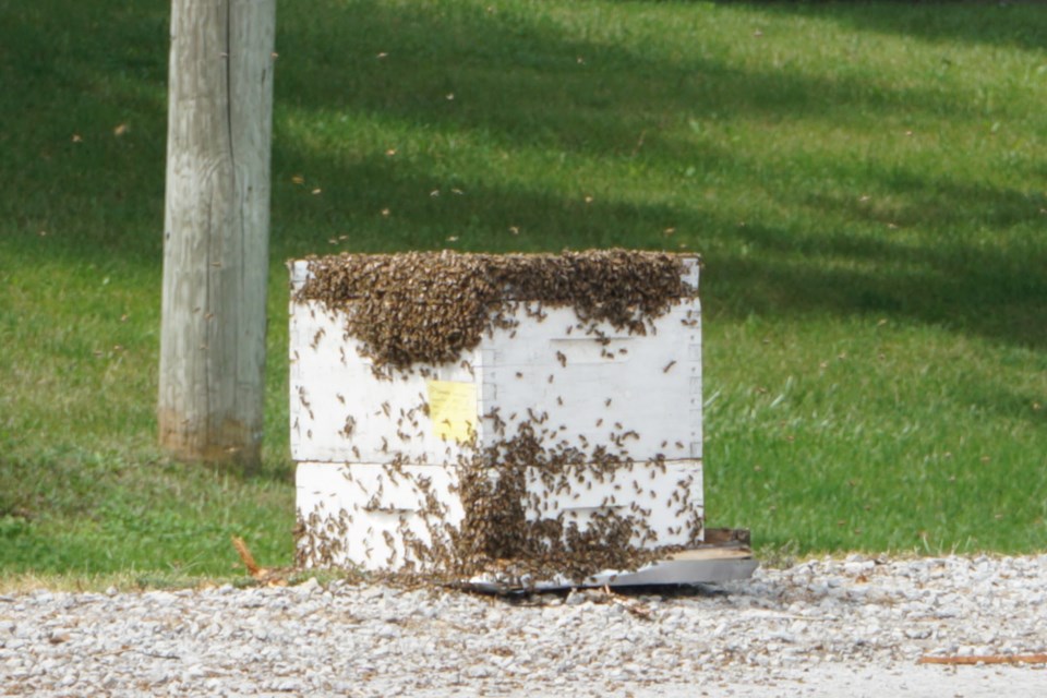 A few crates remain on the side of the road at Guelph Line at Dundas Street, in hopes of attracting stragglers from the hives that came off a truck this morning. 