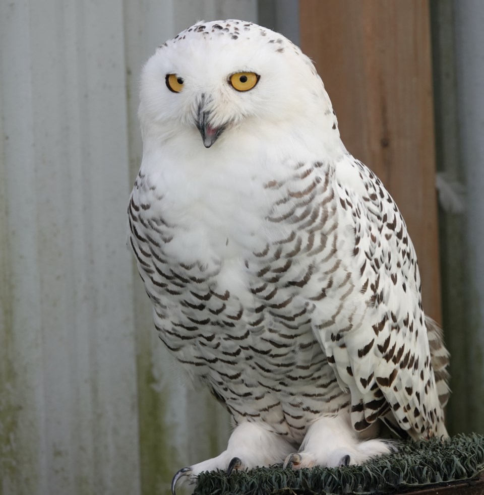 2024-10-08-anna-snowy-owl-vertical-js