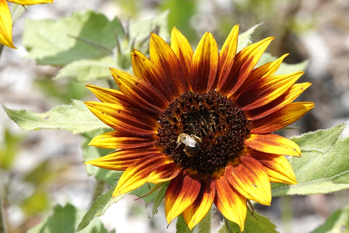 Learn More About Seeds Flowers Edibles During Halton Garden Week 2024   2024 02 12 Sunflowergardenjs ;w=1200;h=800;mode=crop