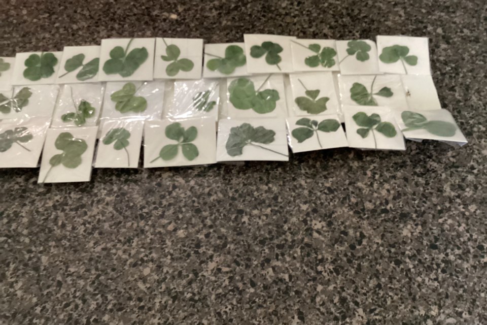 2024-05-28-clovers-on-counter-js