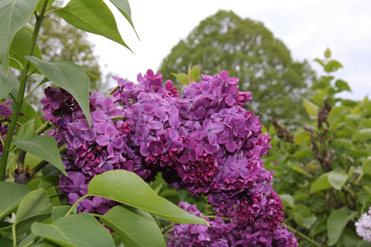 Experience the enchanting beauty of the Lilac Dell at Royal Botanical ...