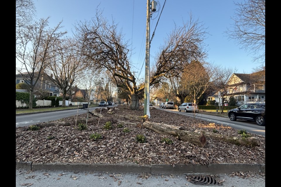 The lawn is gone and native plants have been planted on part of the Fifth Street median in New Westminster.