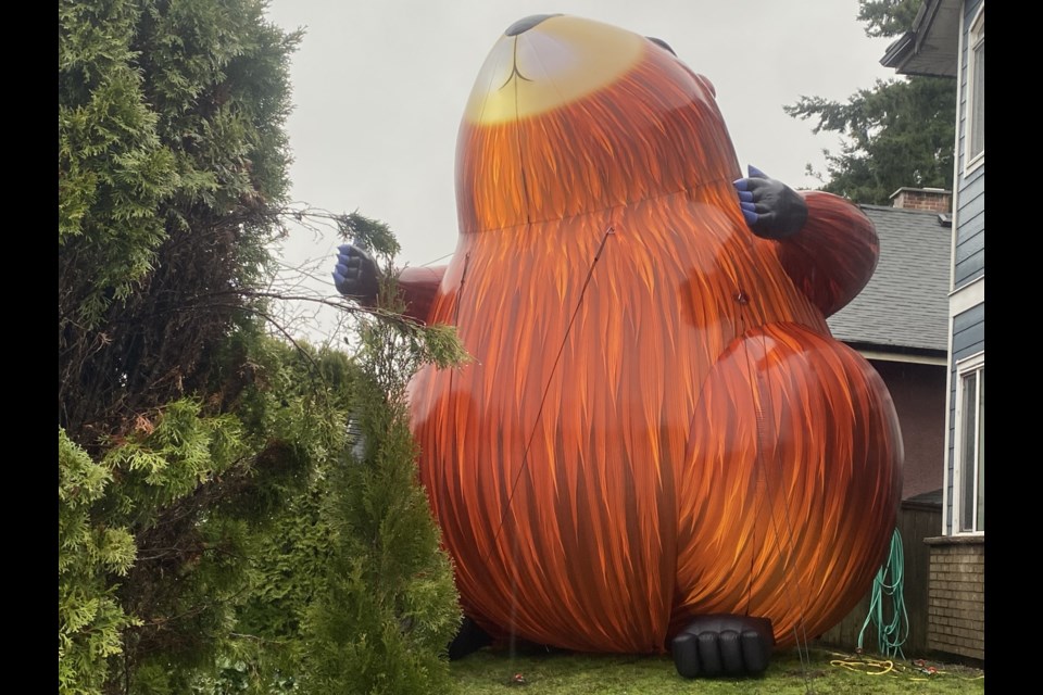 A five-meter-tall inflatable groundhog has reappeared in time for Groundhog Day 2025.