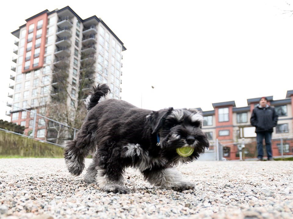 off-leash-dog-park-jg