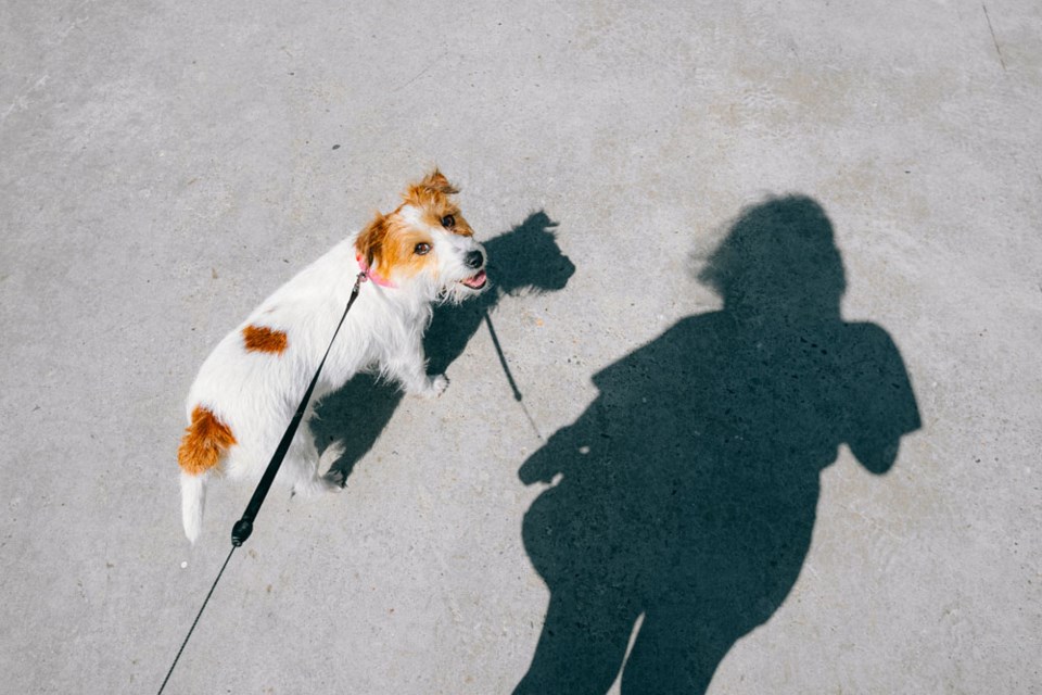 dogwalkingonleash