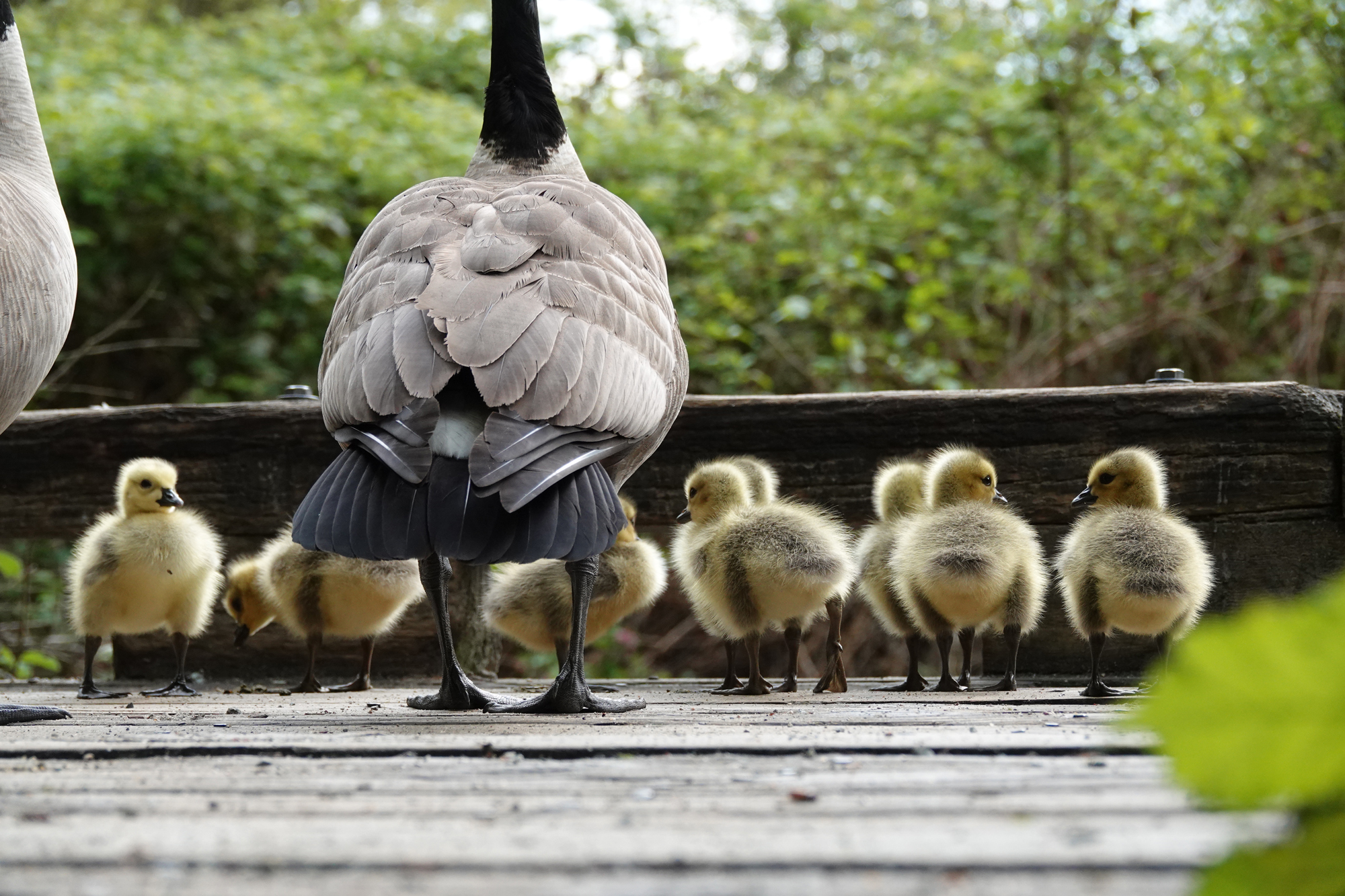 is duck bad for dogs