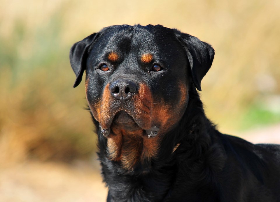 GettyImages-Rottweiler1064733482