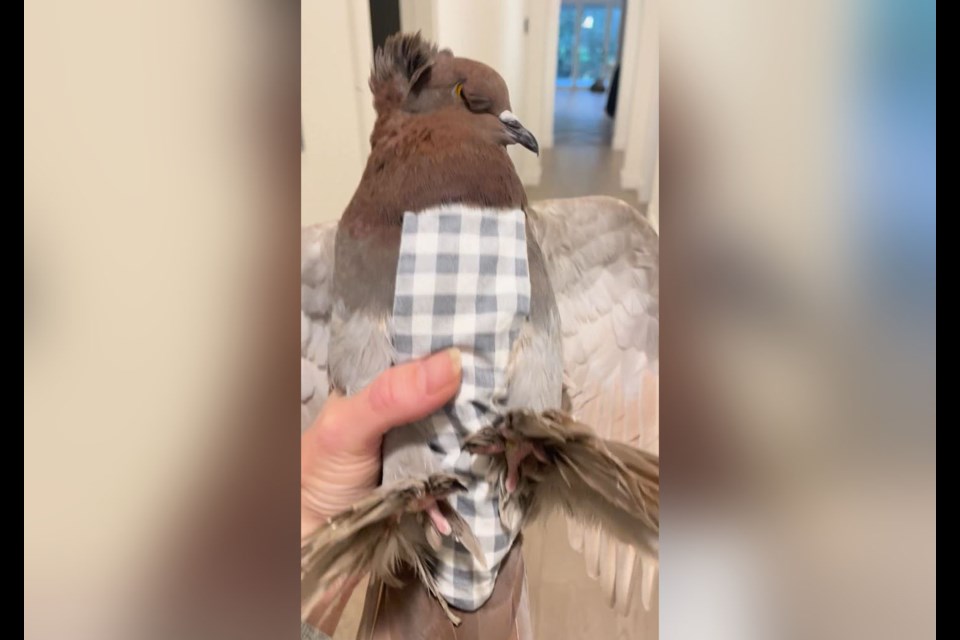 Pidgey the pigeon was rescued at Burnaby's Central Park last year.