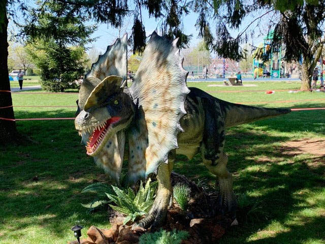 Burnaby owns a collection of six animatronic dinosaurs, including this dilophosaurus.