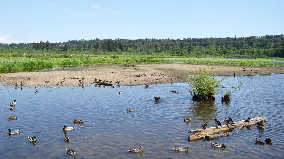 burnaby-lake-wetlands