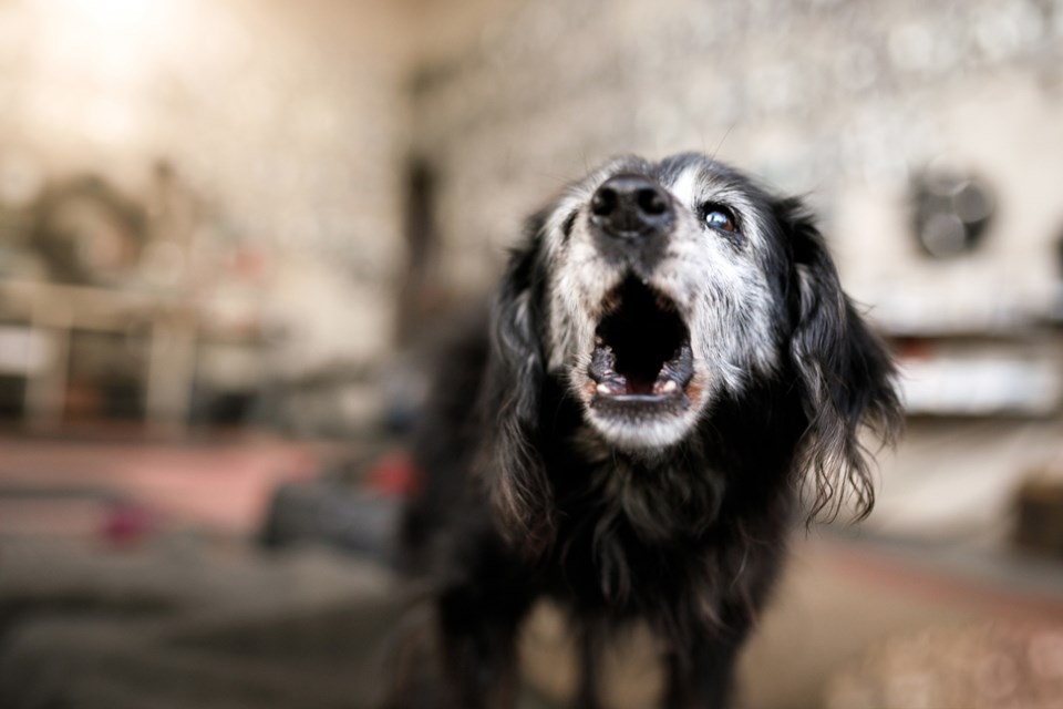 barking-dog-gettyimages