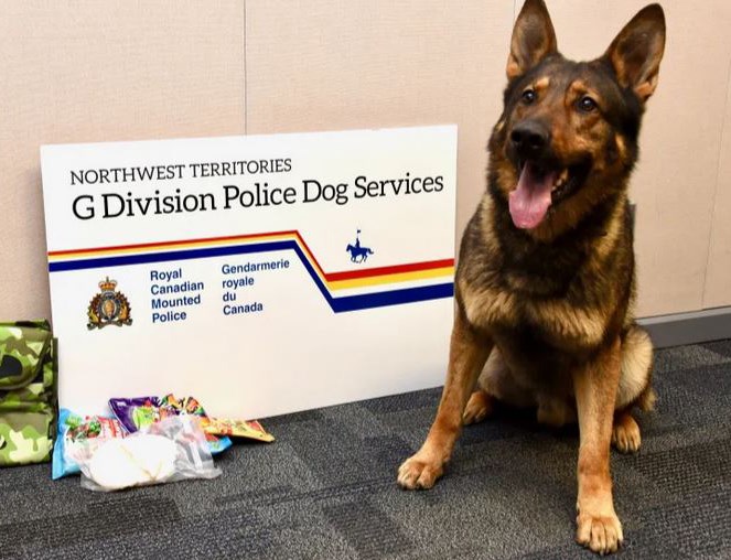 Police service dog Kola was transferred to the Northwest Territories after Cpl. Matteo Perizzolo, the officer who had trained him from a puppy was injured in a hit-and-run in March 2019.