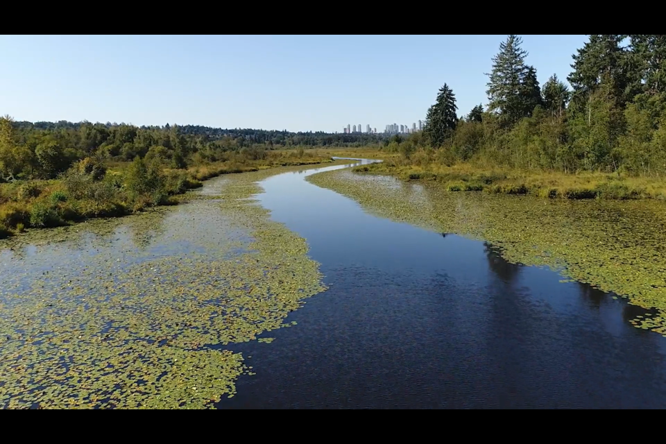 Burnaby Lake Regional Park.