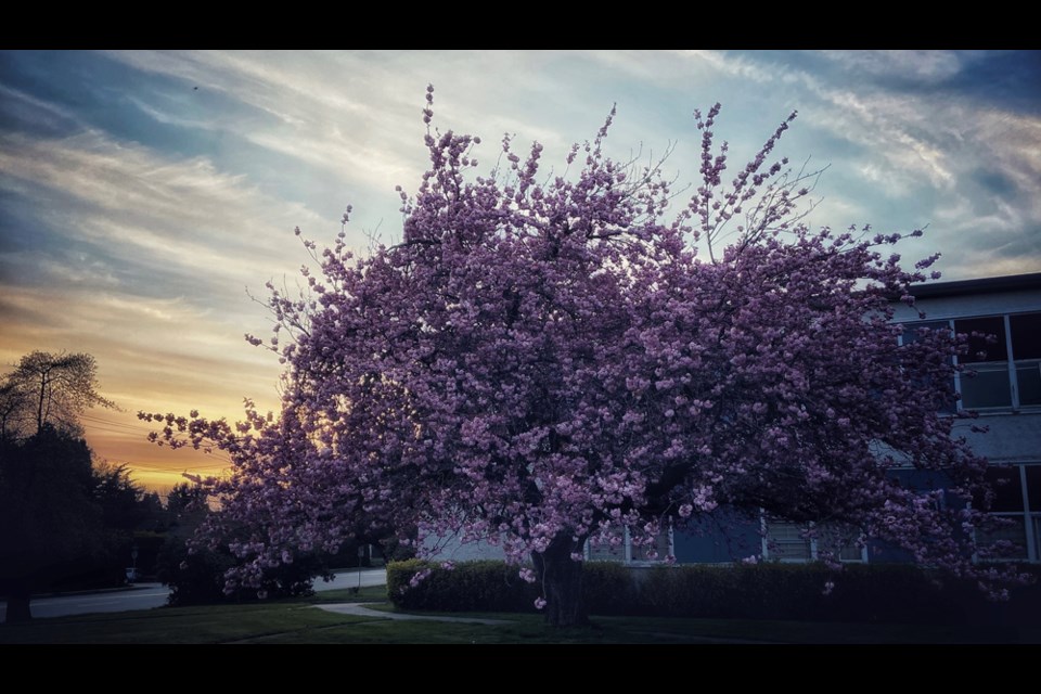 Reader Jacqueline Ingle captured this beautiful sunset shot outside the old New Westminster Secondary School.