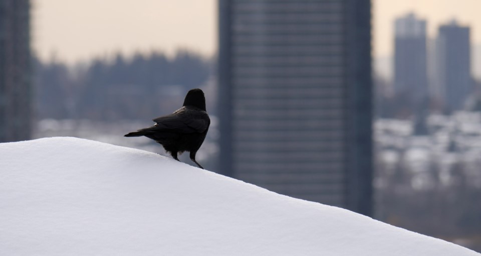 crowinsnowburnabyskyline