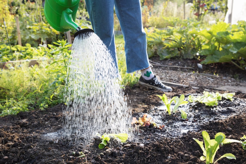 vegetablegardenwatering