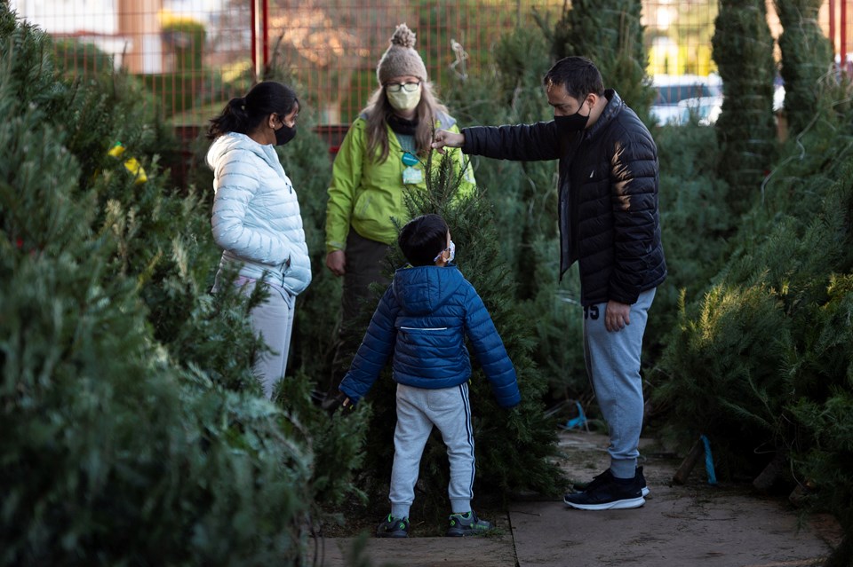 christmas tree picking