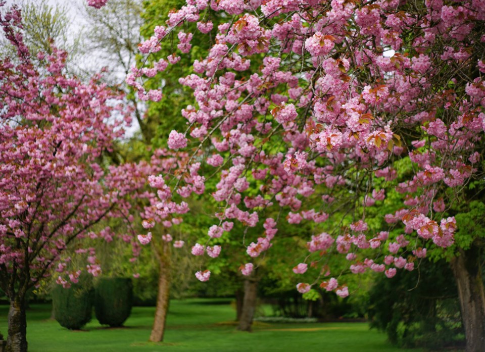 cherryblossomsqueensparknewwestminster