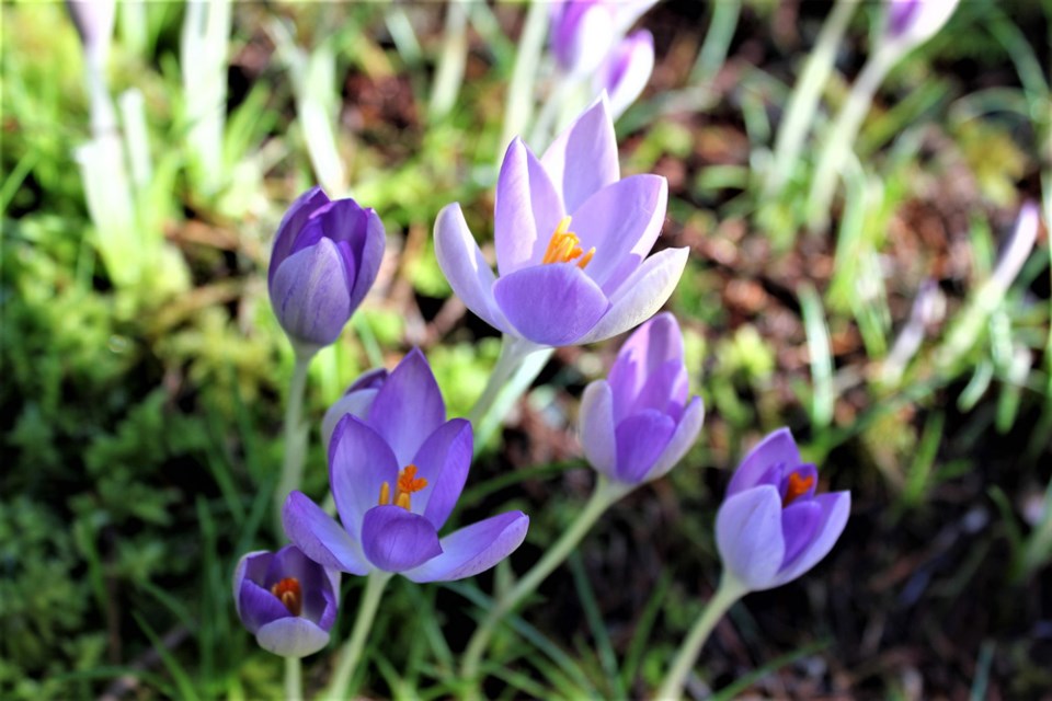 crocusesinspringvancouver