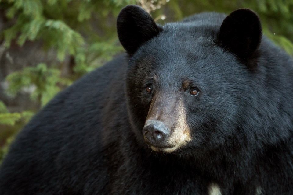 getty-images-black-bear