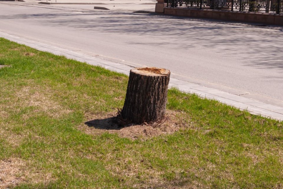 gettyimages-1398861694-stump