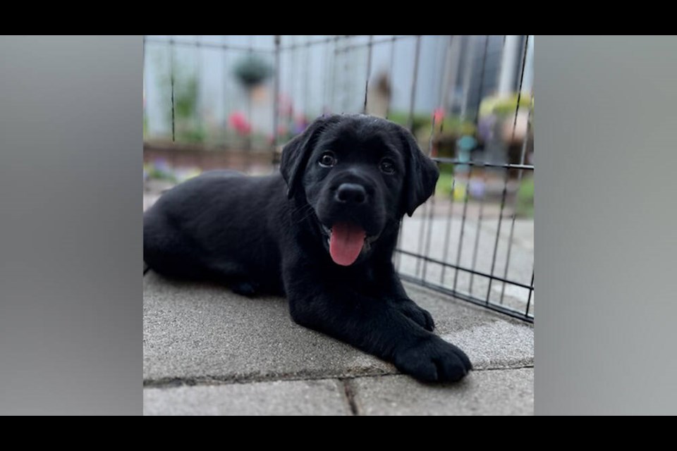 Groot from Burnaby PADS facility’s Guardians of the Galaxy litter is one of the puppies that needs volunteers to take them home and raise them. Photo Ruth Wiens, PADS Volunteer Breeder-Caretaker 