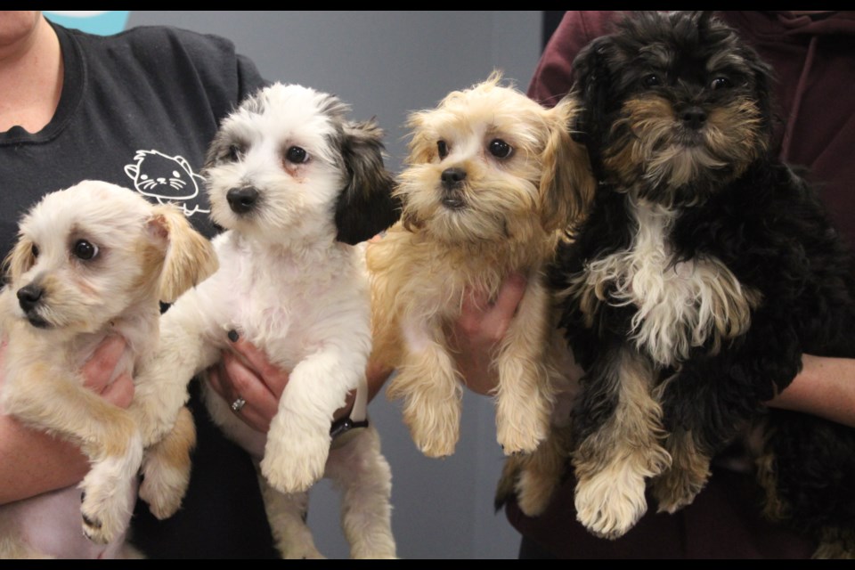 The four puppies taken in by the Cambridge and District Humane Society last week are almost ready for adoption.