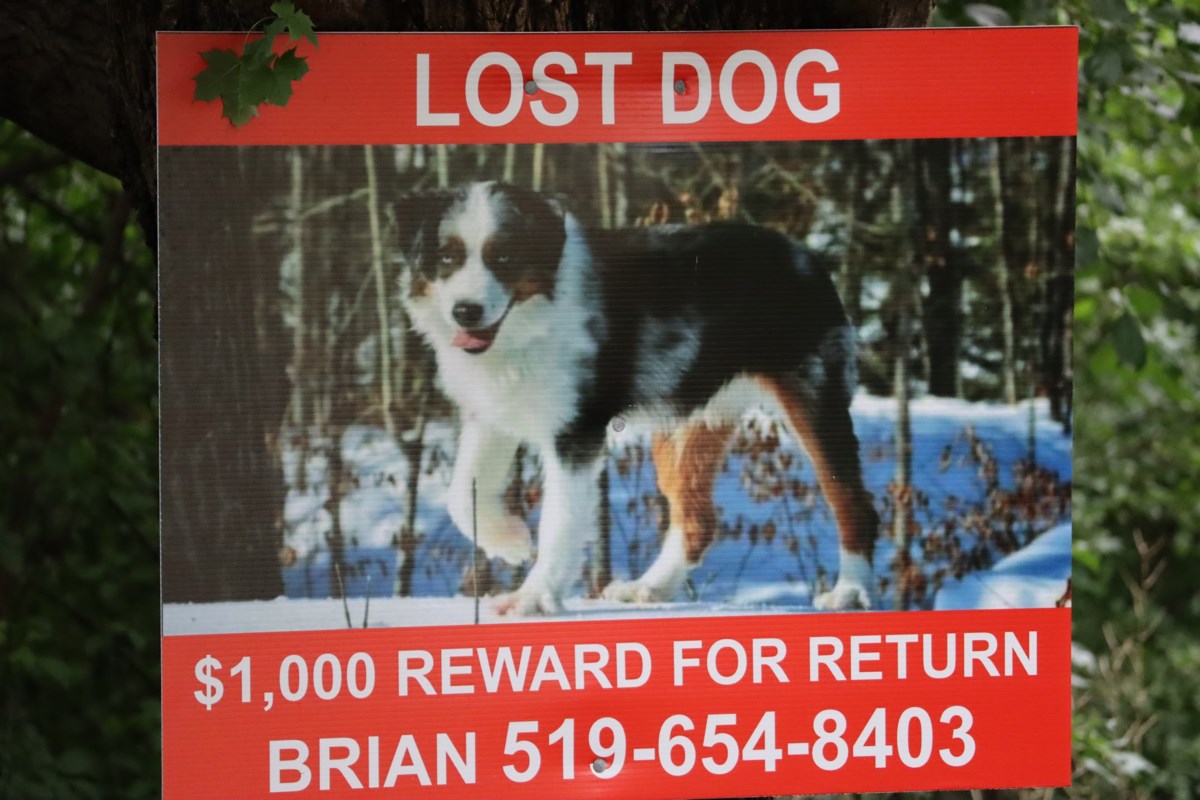 Man offering reward for lost dog last seen near Cambridge ...