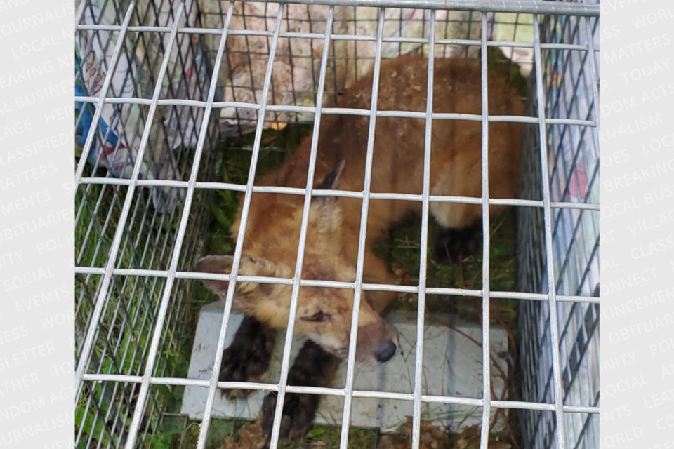 Resident Connie Bickford helped trap a fox in Preston. It's now headed to Hobbitstee Wildlife Refuge in Nanticoke for rehabilitation.