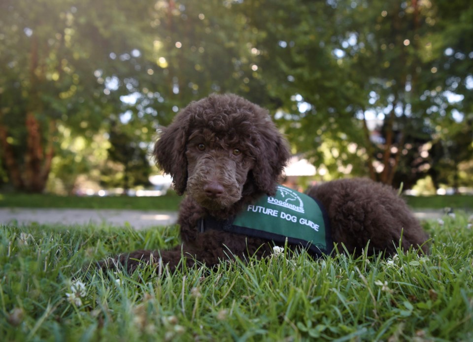 are poodles good guide dogs