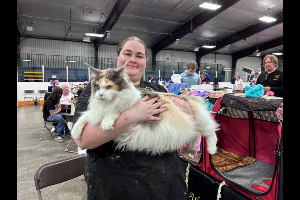 Ashley Reeson holds her award-winning maincoon Joy at the 2024 Cambridge Cat Show 