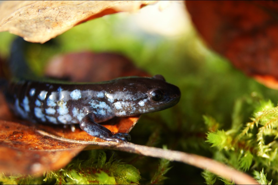 A blue-spotted salamander.