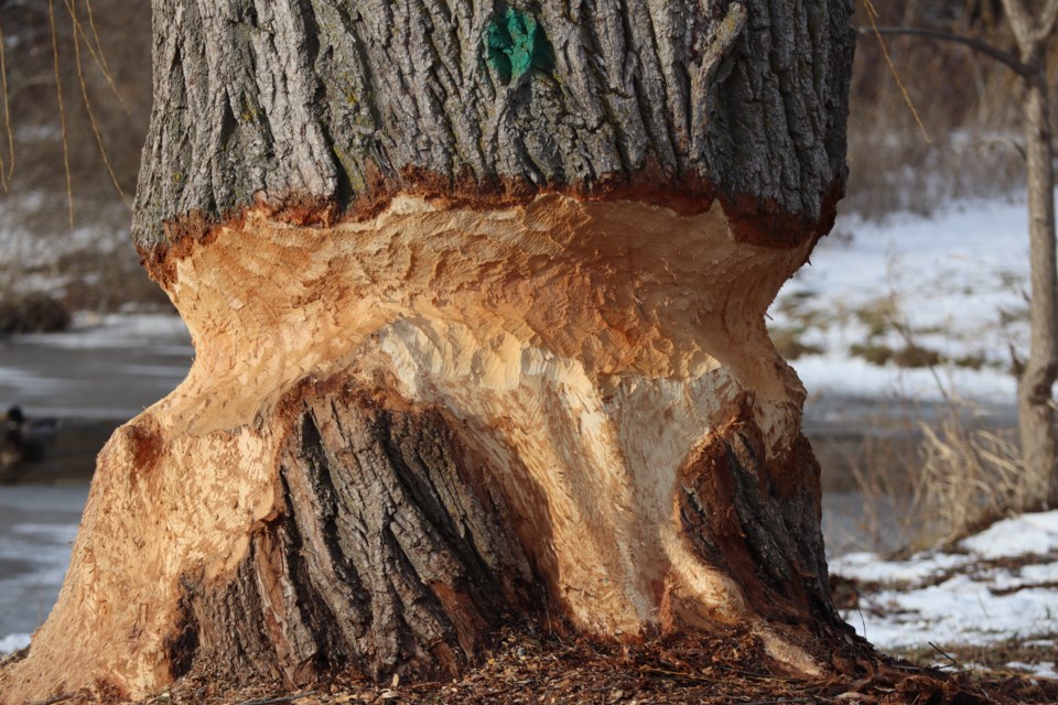 Beaver tales how a beaver is changing the look of Churchill Park