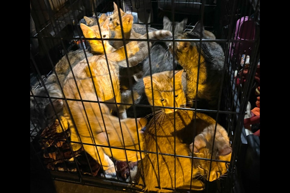 The rescued cats sit in a large dog create after being rescued from a taped cardboard box.