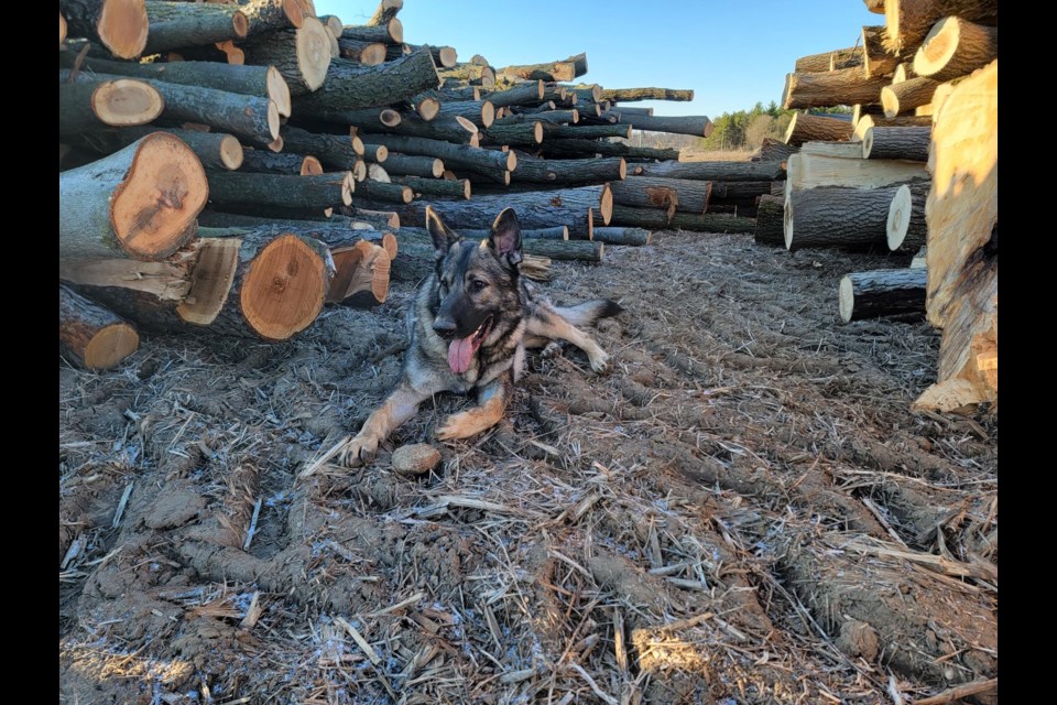 Steve Wittman's dog lays among the cut trees in Southeast Cambridge 