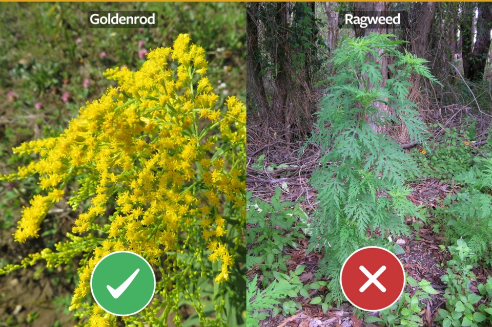 2024-09-19-help-clear-goldenrods-name