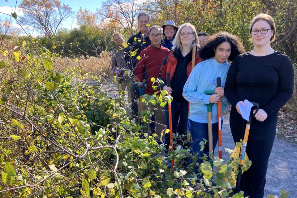 Oakvillegreen Conservation Authority buckthorn removal 