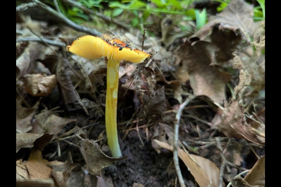 Orange wax cap  (Hygrocybe aurantiosplendens) among leaf litter.