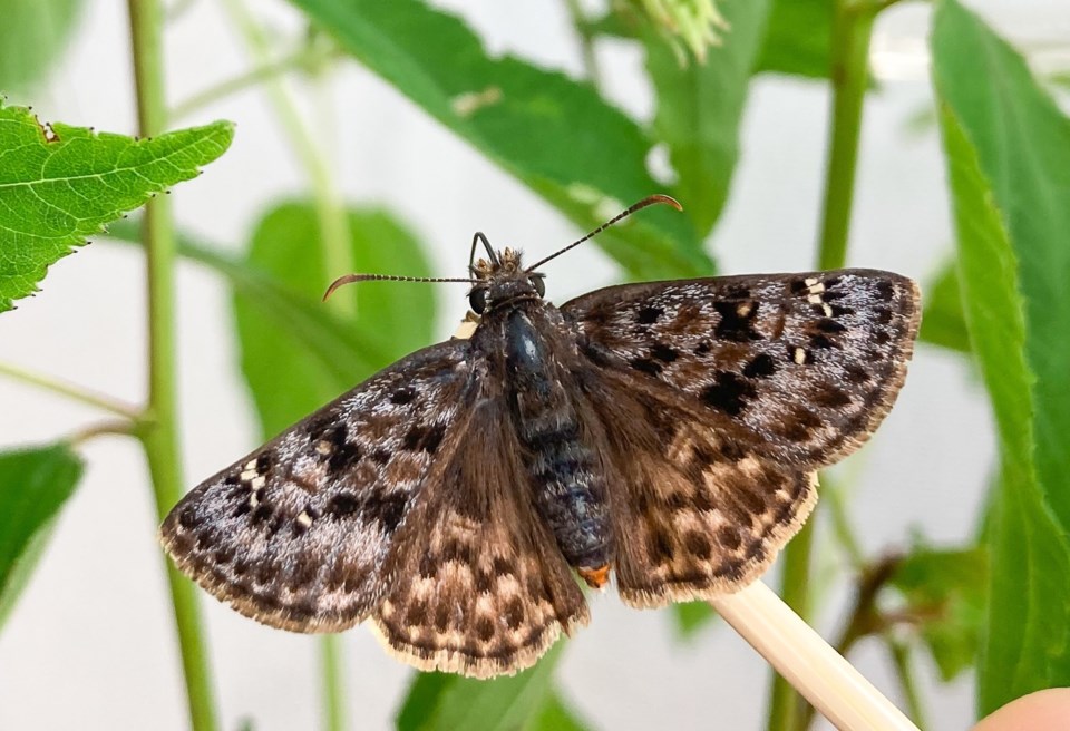 Endangered mottled duskywing butterfly captive reared at Cambridge Butterfly Conservatory