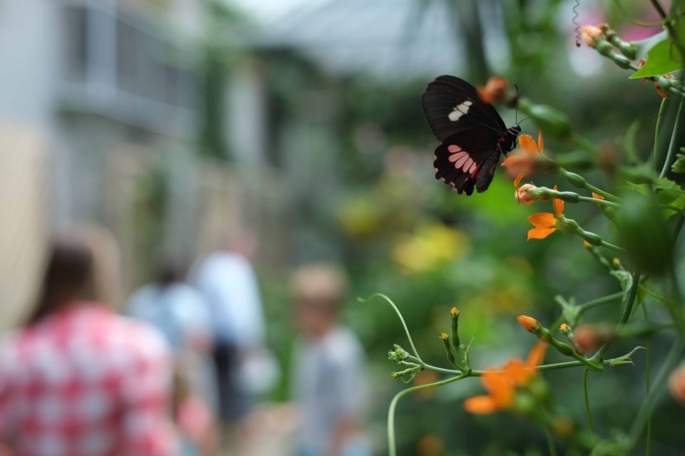 Kinbridge providing free newcomer outing to Cambridge Butterfly ...