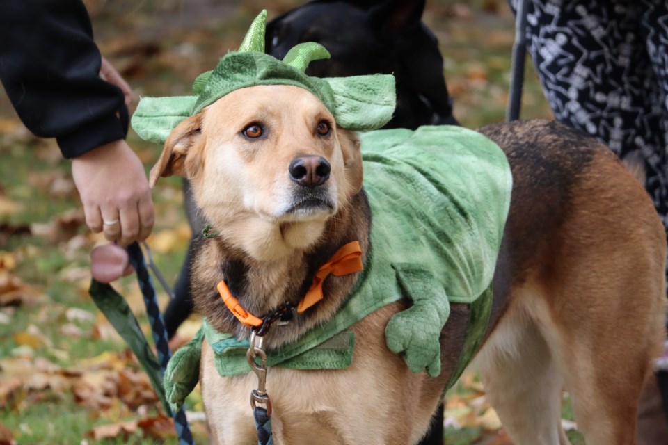 National Service Dogs (NSD) Cambridge celebrated the end of their 2024 Paws in Motion event with a Halloween-themed group walk in Riverside Park on Sunday.