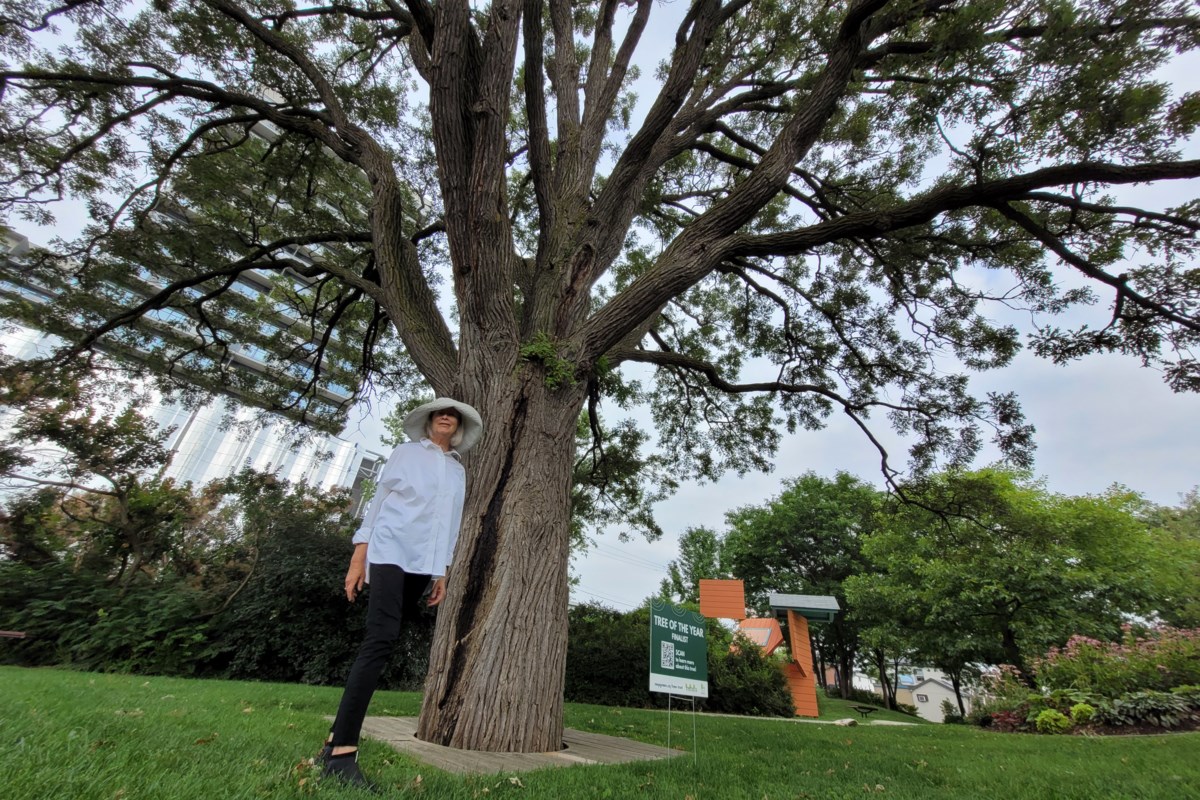 Sculpture Garden S 140 Year Old White Oak A Tree Of The Year Finalist   20230817 102908 ;w=1200;h=800;mode=crop