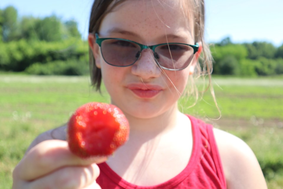 Isabel McGillivray, 10, puckers after taking a test bite of a strawberry at Fay's Strawberry Farm on Saturday morning. 