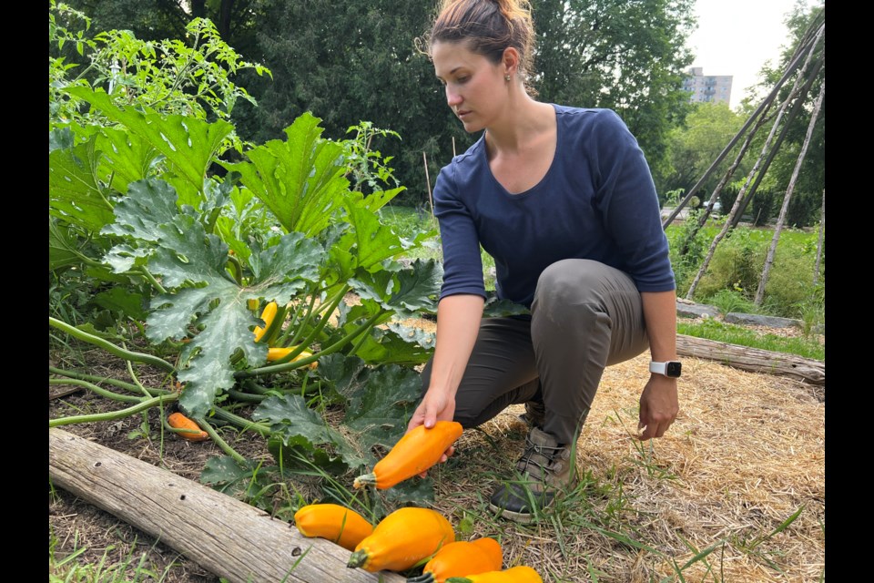 Sifting through the vegetable garden on her heritage farm property on Water Street South, Kayla Zawiski chooses a selection of zucchini.